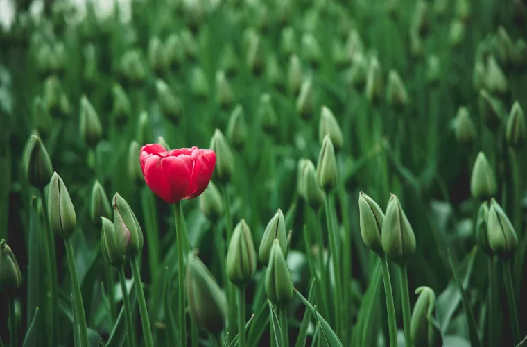 BOOFOLA LLC - Articles | Stand Out In a Crowd